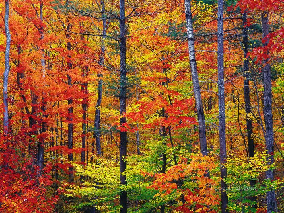 Automne feuillage d’automne lumineux au New Hampshire Peintures à l'huile